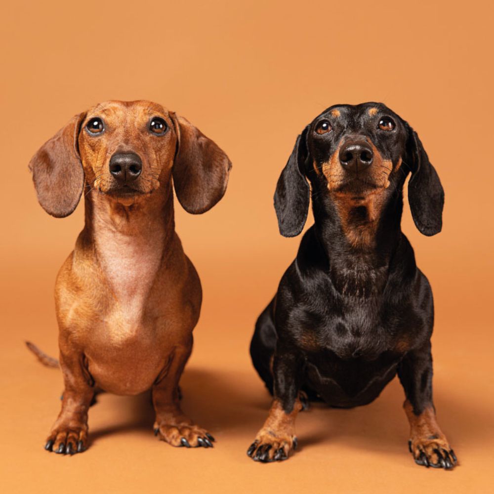 miniature animaux chien